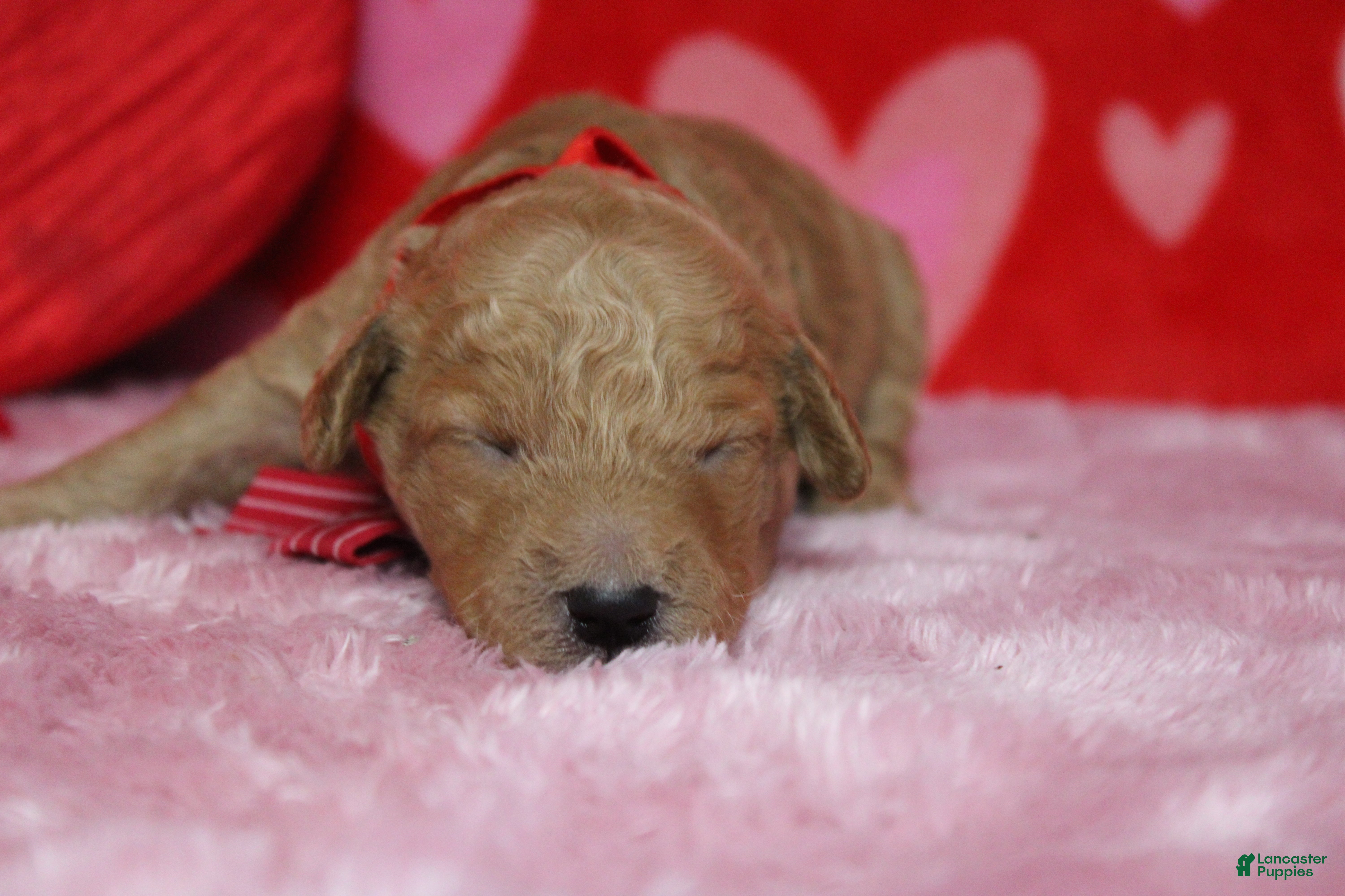 Goldendoodle dogs Dew - Ad 14