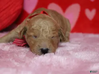 Goldendoodle dogs Dew - Ad 14
