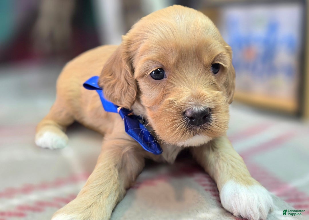 Cockapoo dogs for sale: Captain Walden - Ad 4