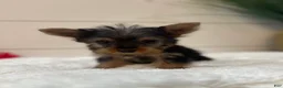 Yorkshire Terrier dogs for sale: Tinkerbell  - Ad 3