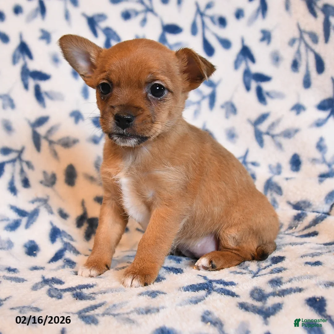 Mixed Breed dogs for sale: Linda - Ad 3