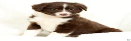 Miniature Australian Shepherd dogs for sale: Heidi - Ad 3