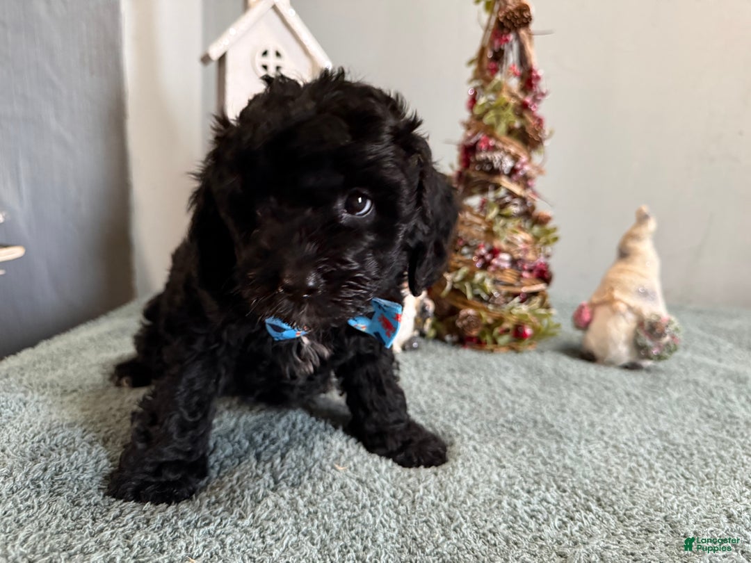 Mixed Breed dogs for sale: Snuggles - Ad 5