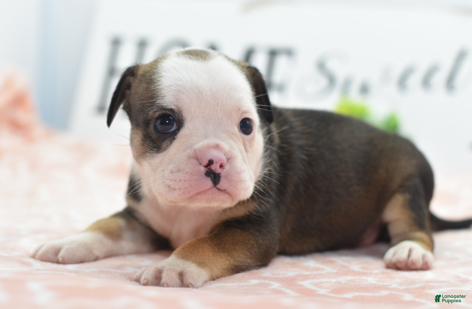 Mixed Breed dogs for sale: Queen - Ad 1