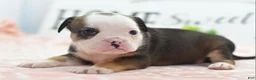Mixed Breed dogs for sale: Queen - Ad 3