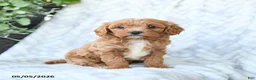 Cavapoo dogs for sale: Bella   - Ad 2
