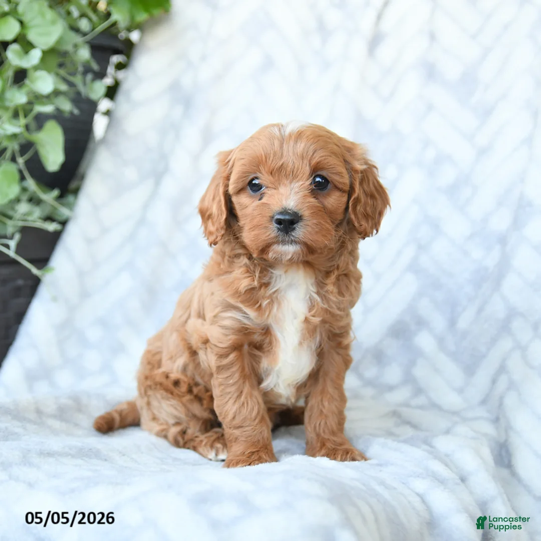 Cavapoo dogs for sale: Bella   - Ad 2