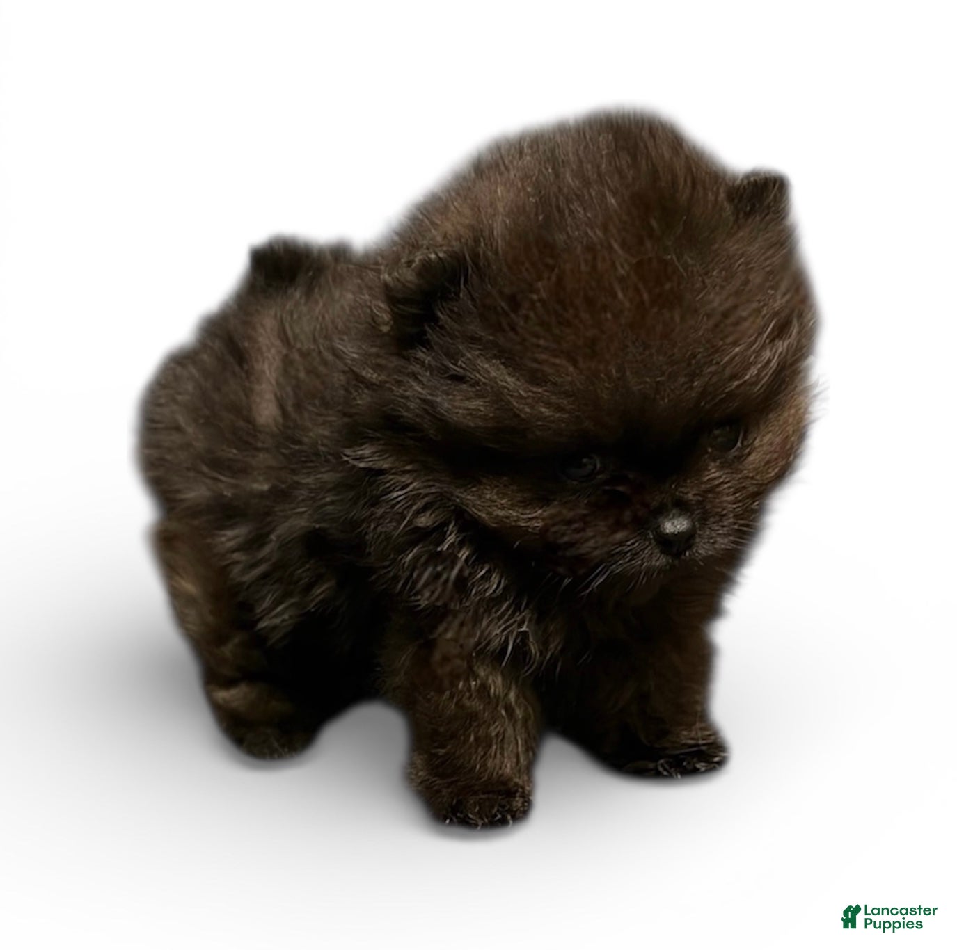 Pomeranian dogs Ant - Ad 31