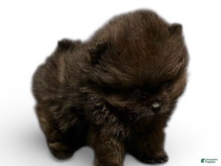 Pomeranian dogs Ant - Ad 31