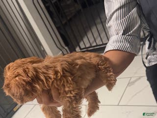 Shih Tzu dogs Shih Tzu Puppy 3 - Ad 40