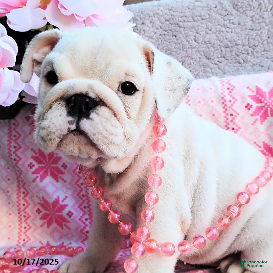 English Bulldog dogs for sale: Rayna - Ad 19