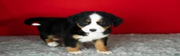 Bernese Mountain Dog dogs for sale: Molly - Ad 1