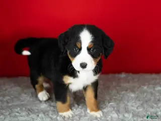 Bernese Mountain Dog dogs Molly - Ad 34