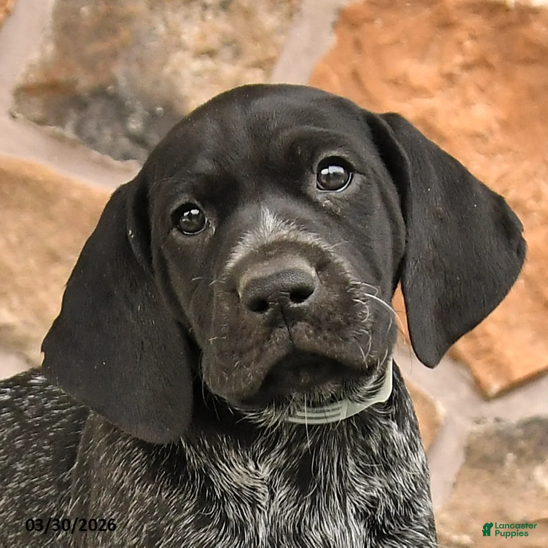 German Shorthaired Pointer dogs for sale: Deb  - Ad 3