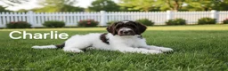 Goldendoodle dogs for sale: Charlie - Ad 1