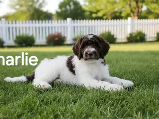 Goldendoodle dogs Charlie - Ad 19