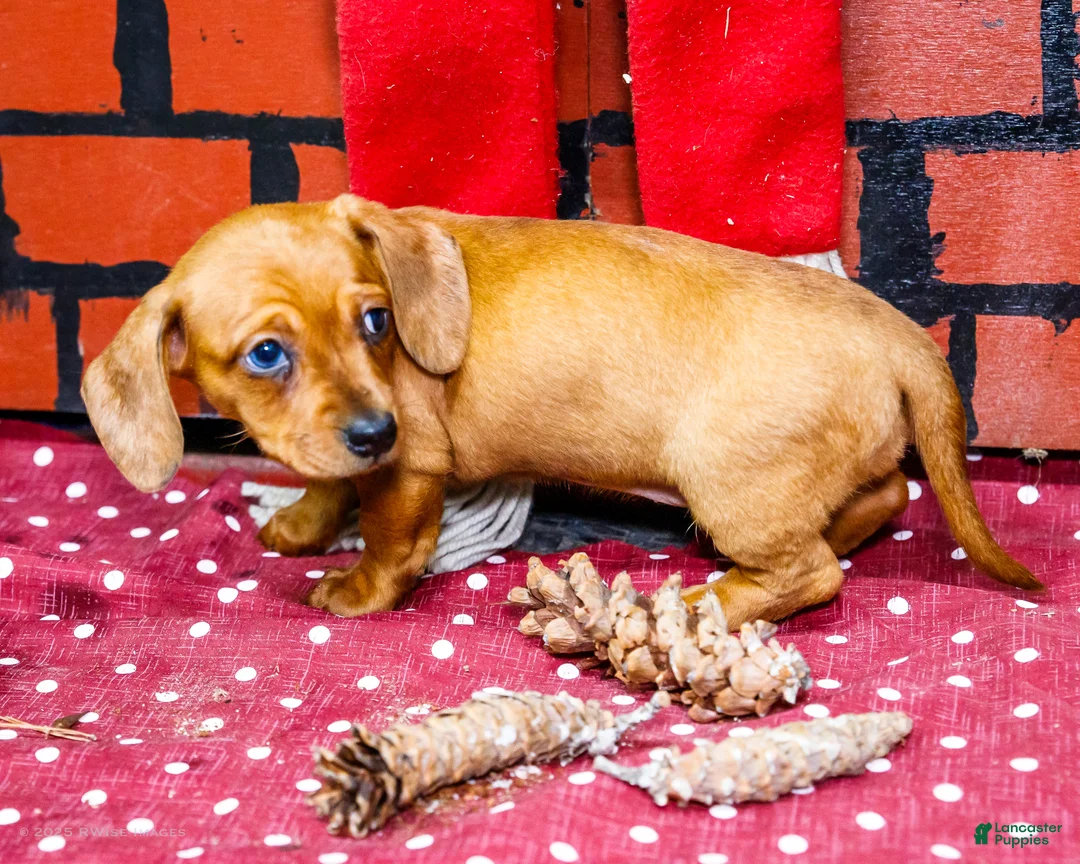 Miniature Dachshund dogs for sale: Ursala - Ad 11