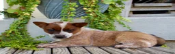 Australian Cattle Dog dogs for sale: Ashley - Ad 4