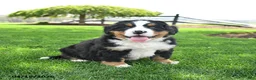 Bernese Mountain Dog dogs for sale: Buster - Ad 1
