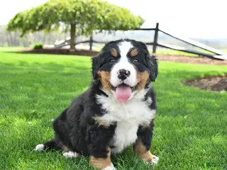 Bernese Mountain Dog dogs for sale: Buster - Ad 2