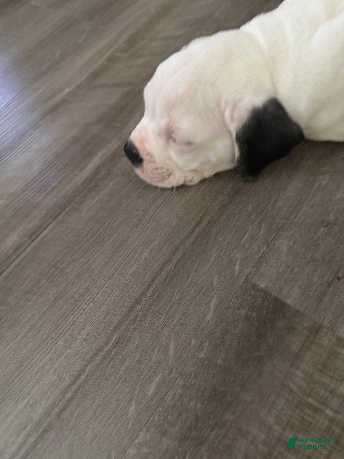 Olde English Bulldogge dogs Olde English Bulldogge 1 - Ad 32