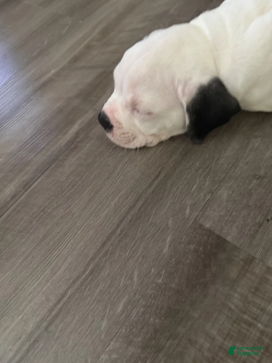 Olde English Bulldogge dogs for sale: Olde English Bulldogge 1 - Ad 1