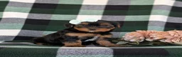 Shorkie dogs for sale: Meadow 7 lbs Full Grown - Ad 3
