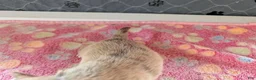 Chihuahua dogs for sale: Franklin - Ad 7