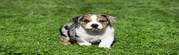 Beabull dogs for sale: Corwin - Ad 7