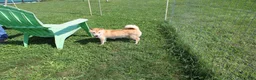 Shiba Inu dogs for sale: Chili - Ad 10