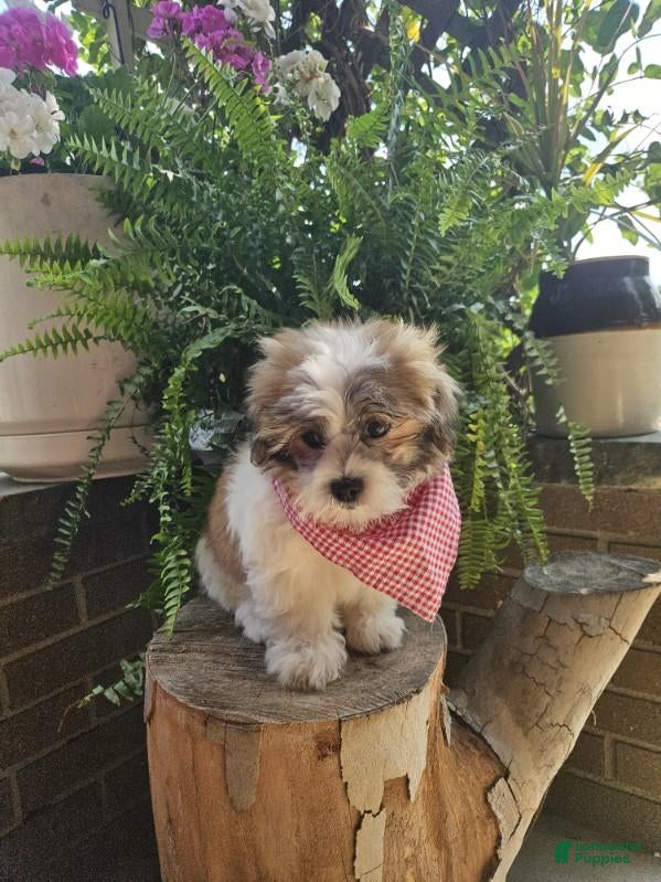 Malshi dogs Bradley - Ad 1