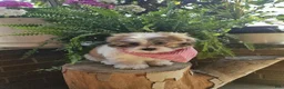 Malshi dogs for sale: Bradley - Ad 1