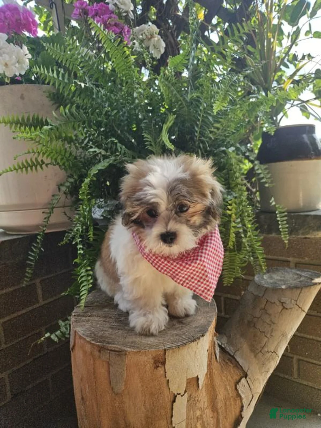Malshi dogs for sale: Bradley - Ad 1