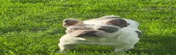 French Bulldog dogs for sale: Nikita - Ad 6