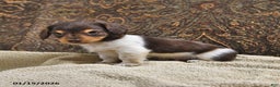 Miniature Dachshund dogs for sale: Skipper - Ad 3