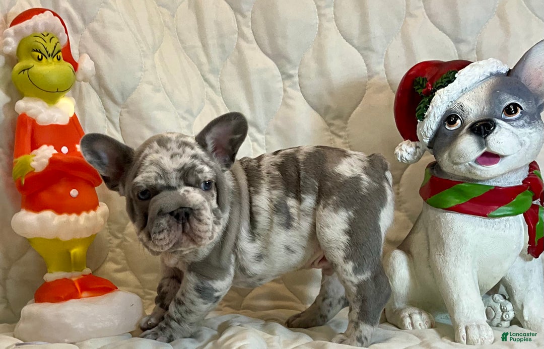 French Bulldog dogs for sale: Garmin - Ad 4