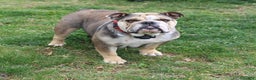 English Bulldog dogs for sale: Canyon  - Ad 4