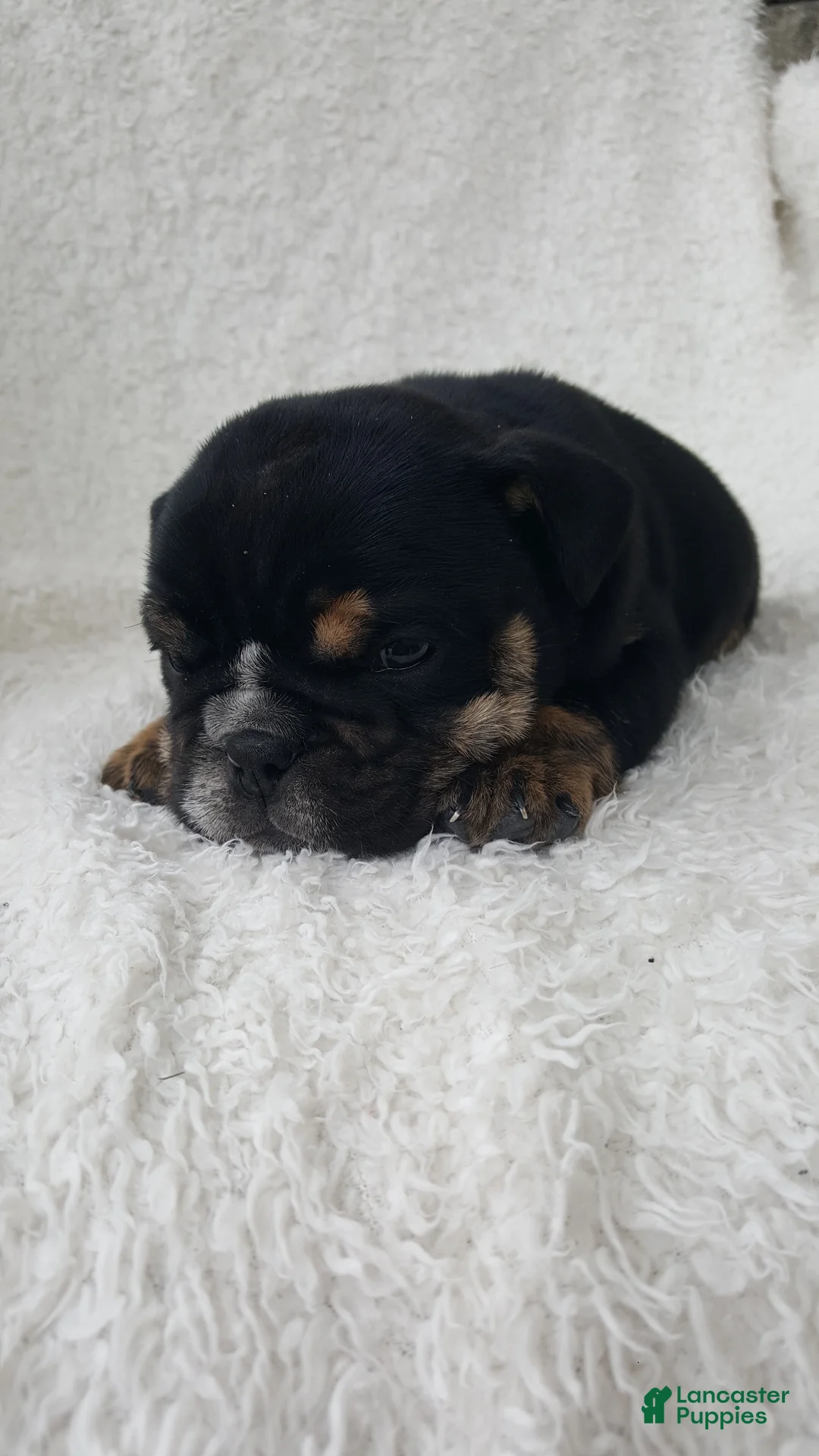 English Bulldog dogs for sale: Candace - Ad 8