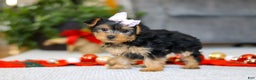 Yorkiepoo dogs for sale: Annetta - Ad 3