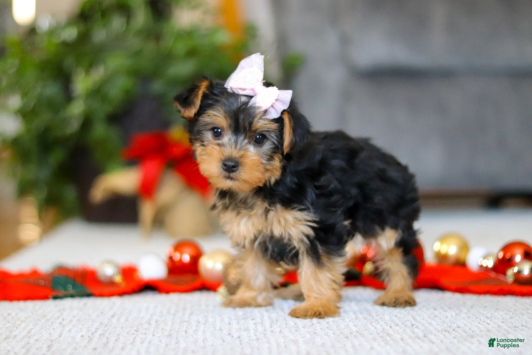 Yorkiepoo dogs for sale: Annetta - Ad 3