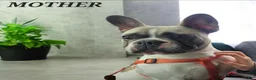 French Bulldog dogs for sale: Bella - Ad 12