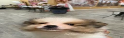 Pomeranian dogs for sale: Tim - Ad 5