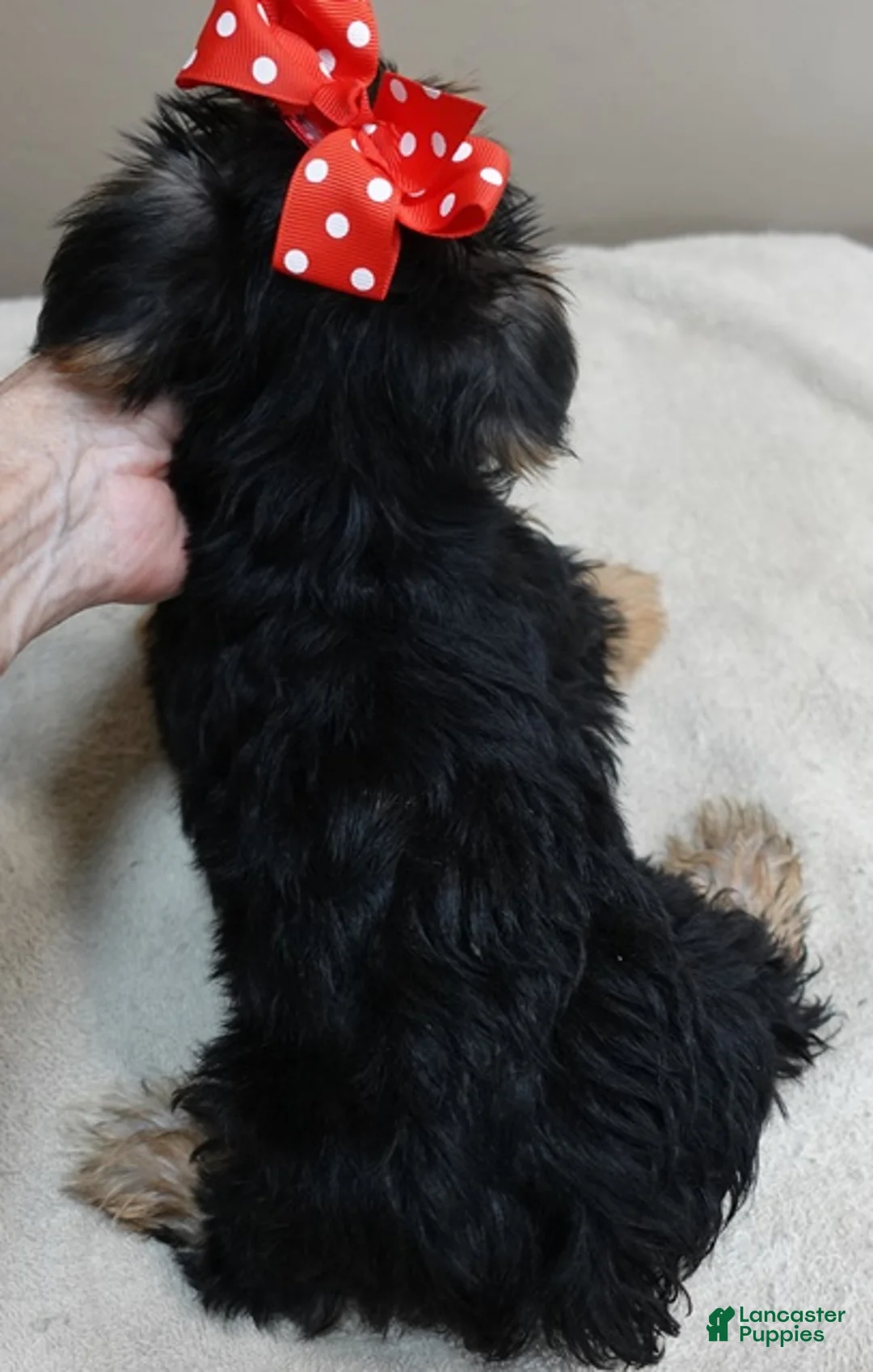 Yorkshire Terrier dogs for sale: Ziggy steal of a deal - Ad 2
