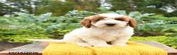 Miniature Poodle dogs for sale: Leo - Ad 1