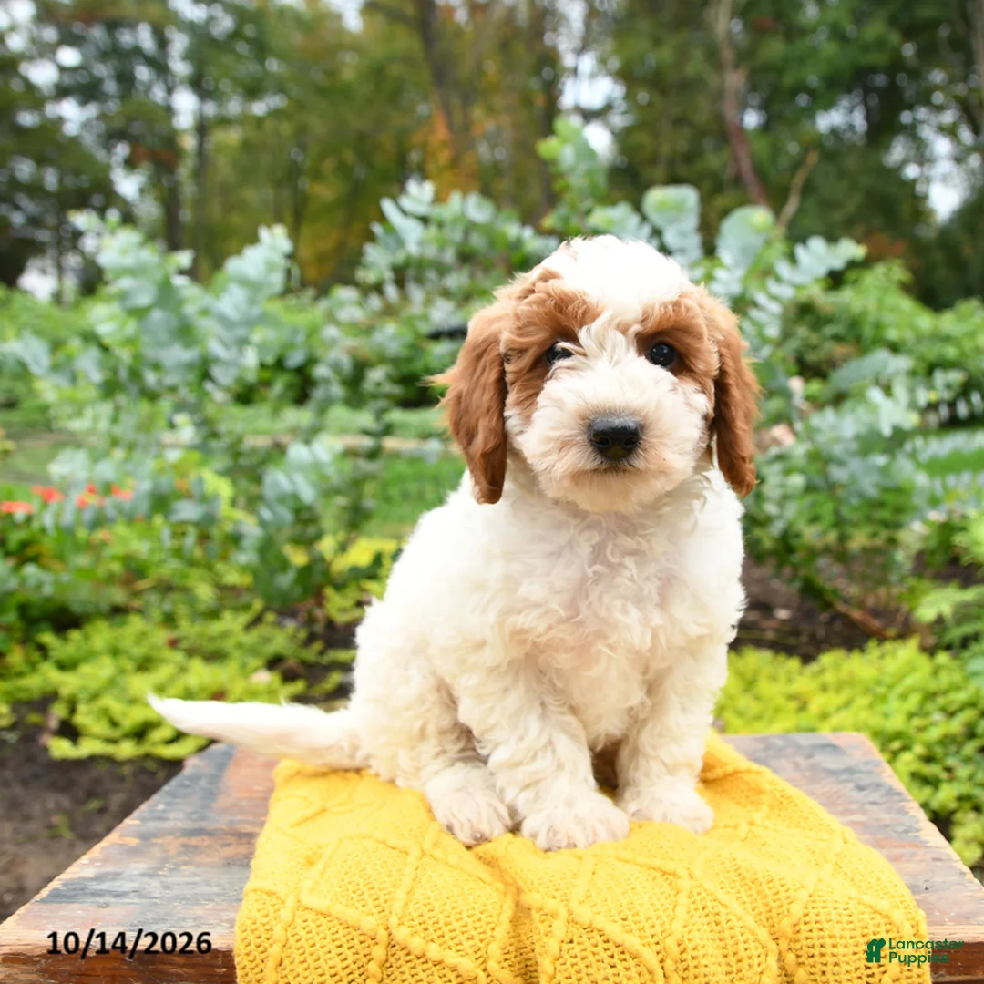 Miniature Poodle dogs for sale: Leo - Ad 1