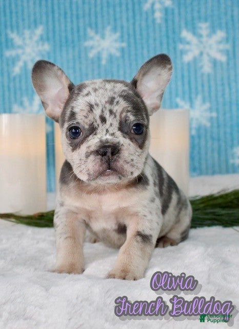 French Bulldog dogs Olivia - Ad 5