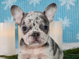 French Bulldog dogs Olivia - Ad 11