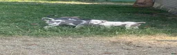 American Bully dogs for sale: Casper - Ad 8