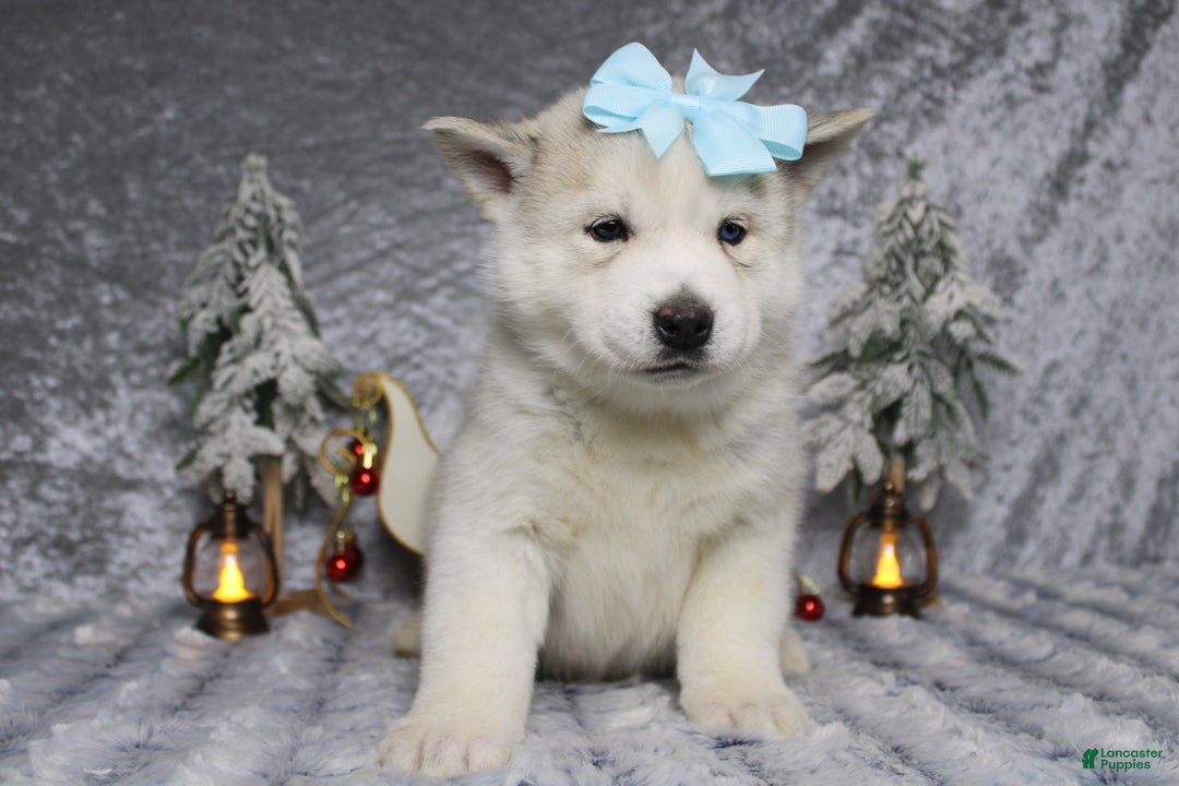 Pomsky dogs for sale: Aelin  - Ad 6