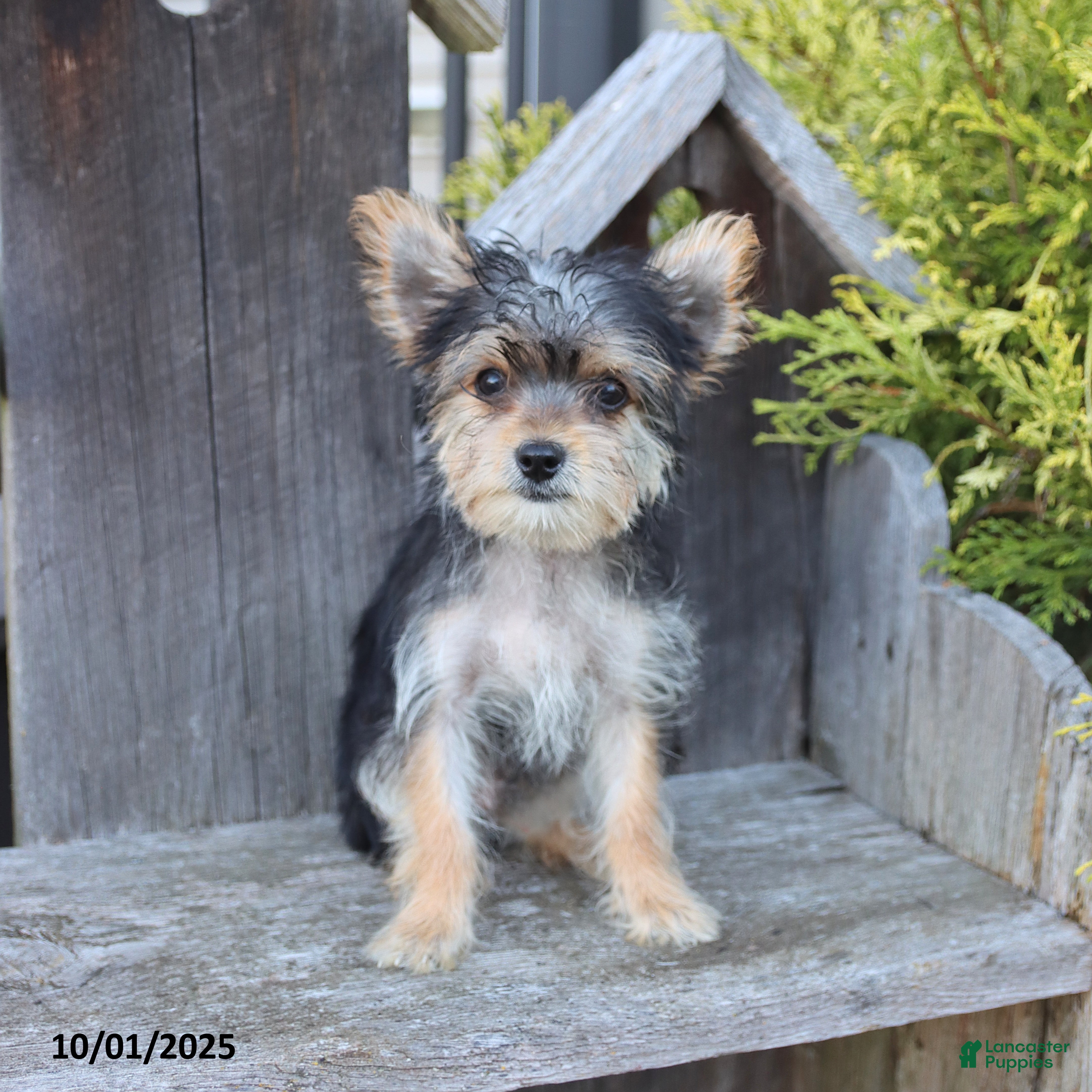 Yorkshire Terrier White Morkie Puppy Full Grown Morkie Puppies
